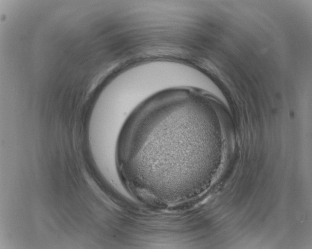 X0000065260448200602242119