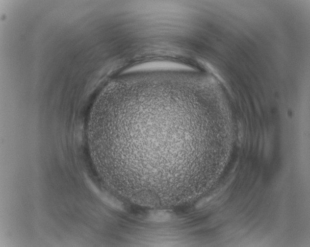 X0000065260451200602242119