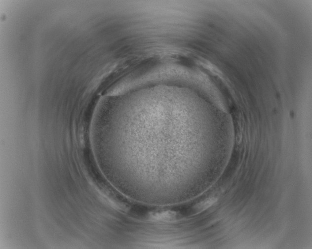 X0000065260452200602242119