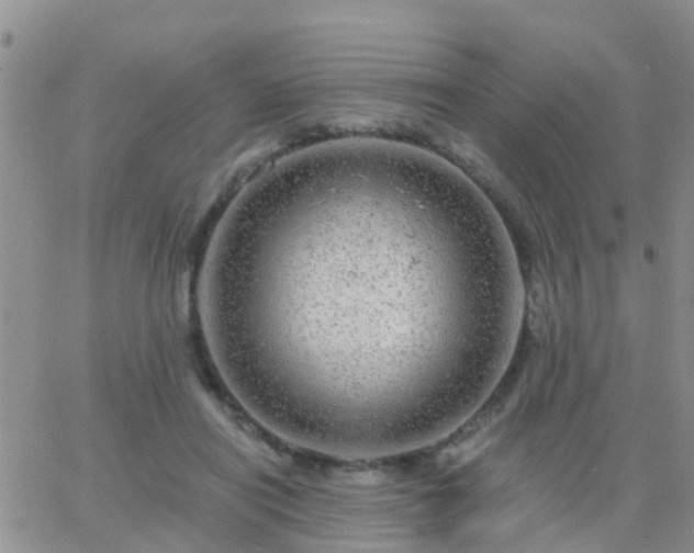 X0000065260454200602242119