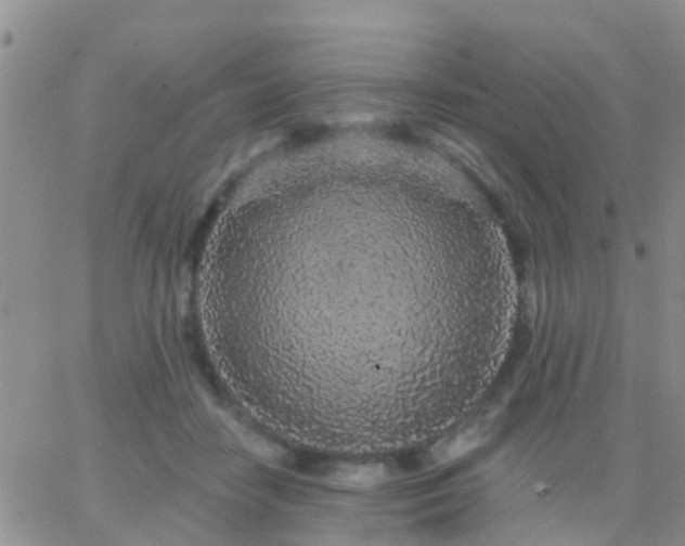 X0000065260458200602242119