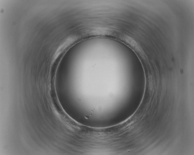 X0000065260486200602242118