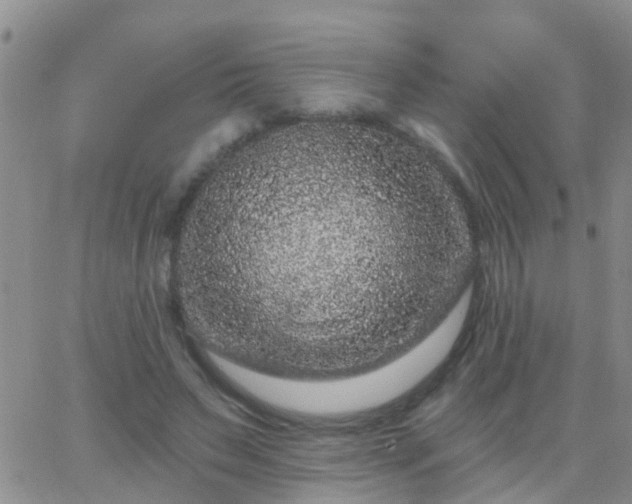 X0000065260495200602242118