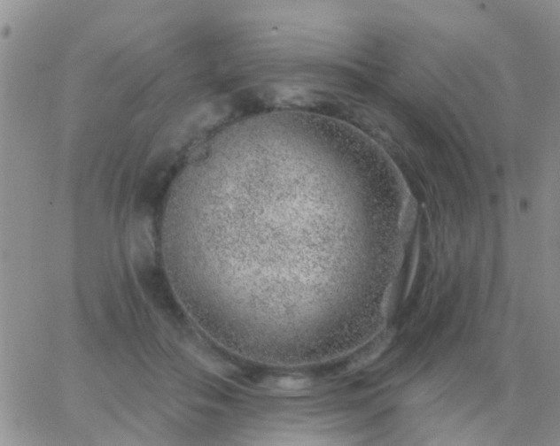 X0000065260506200602242118