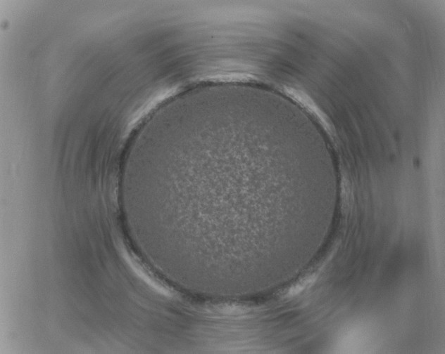 X0000065260533200602242117