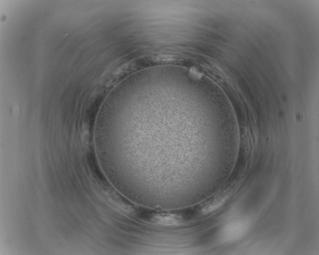 X0000065260557200602242117