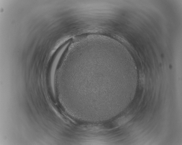 X0000065260626200602242115