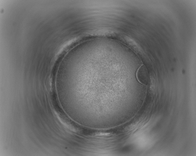 X0000065260636200602242116