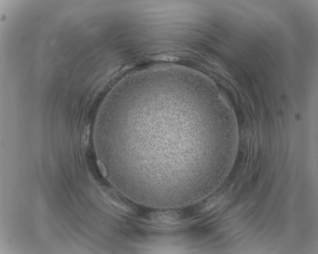 X0000065260652200602242116