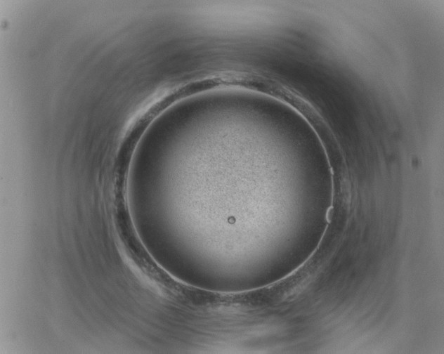 X0000065260730200602242114