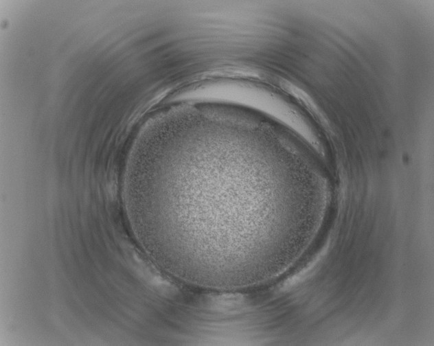 X0000065260833200602242113