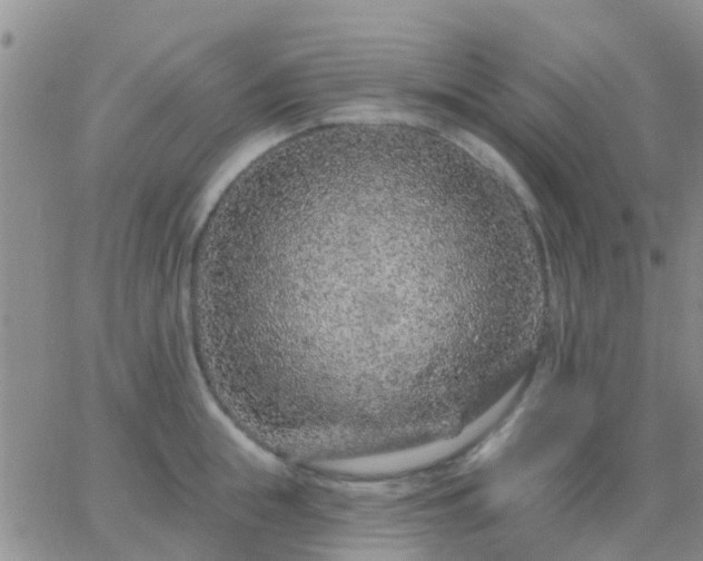 X0000065260855200602242113