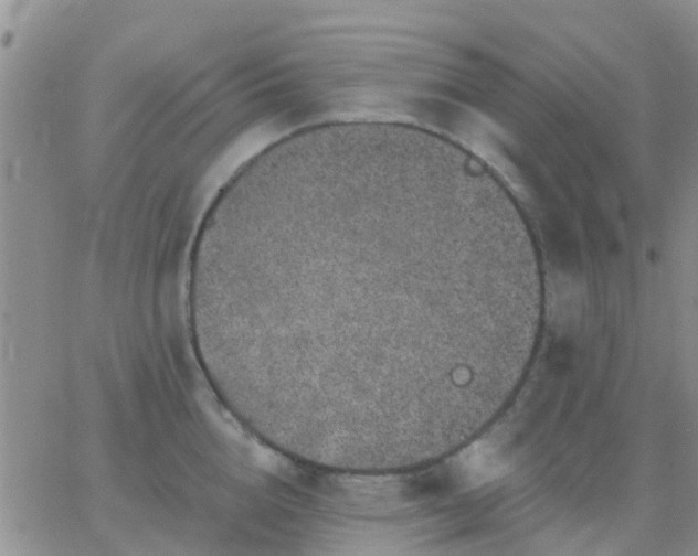 X0000065260856200602242113