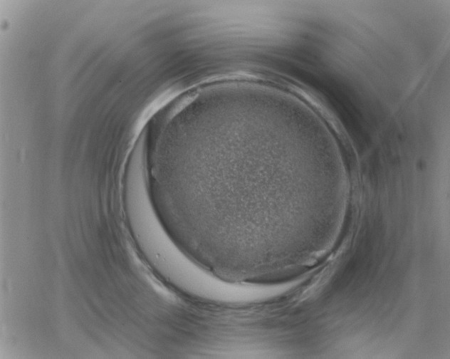 X0000065260858200602242113