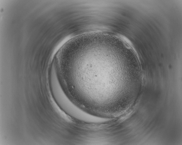 X0000065260859200602242113