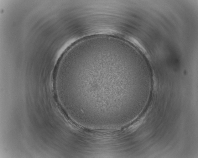 X0000065260883200602242112