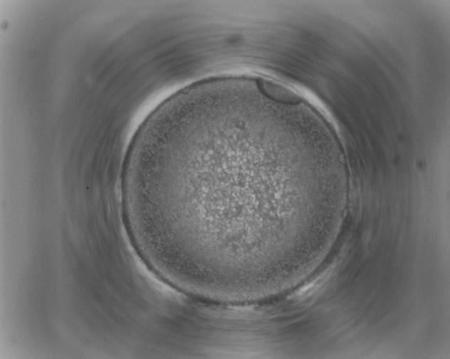 X0000065260951200602242111