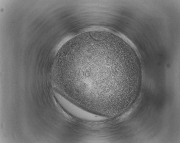 X0000065260953200602242111