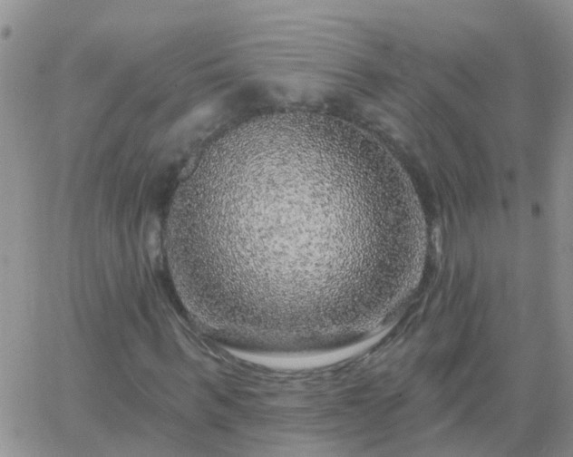 X0000065260963200602242111