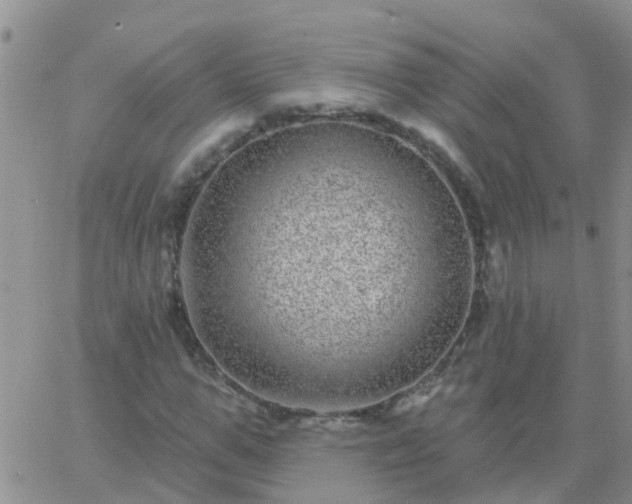 X0000065260967200602242111