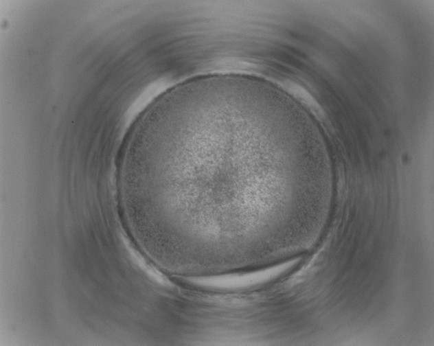 X0000065260990200602242110