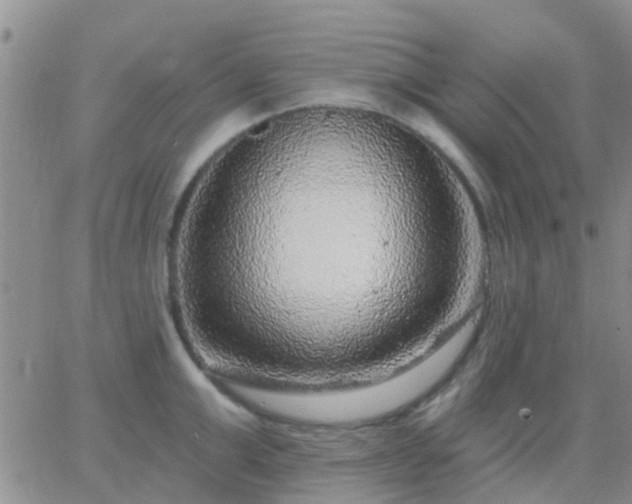 X0000065260999200602242110