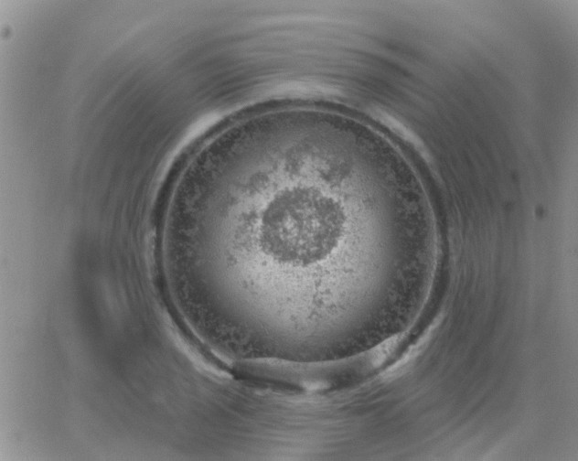 X0000065261029200602242109