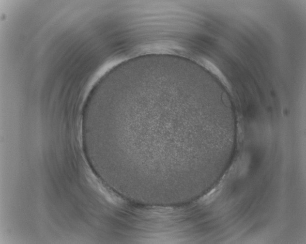 X0000065261035200602242110