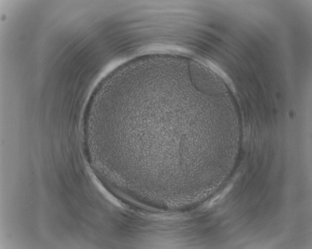 X0000065261037200602242110