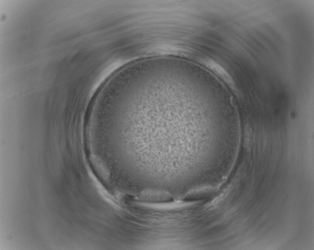 X0000065261039200602242110