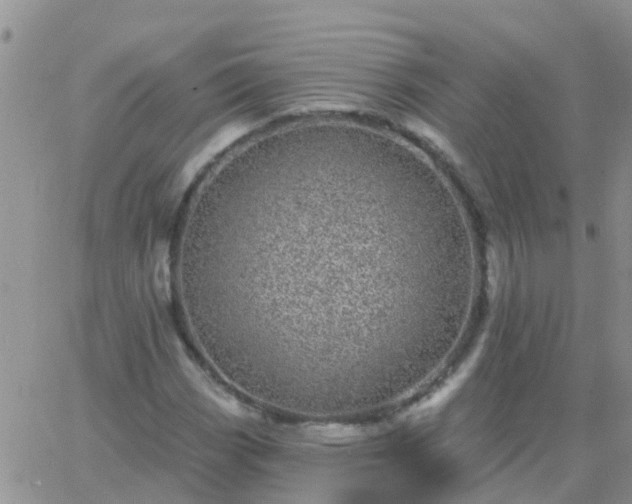 X0000065261113200602242108