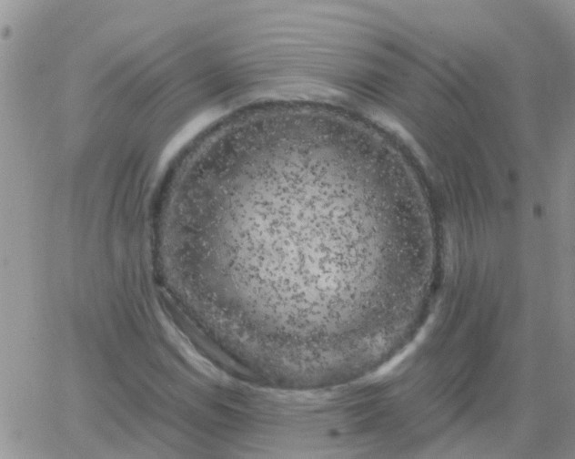 X0000065261114200602242108