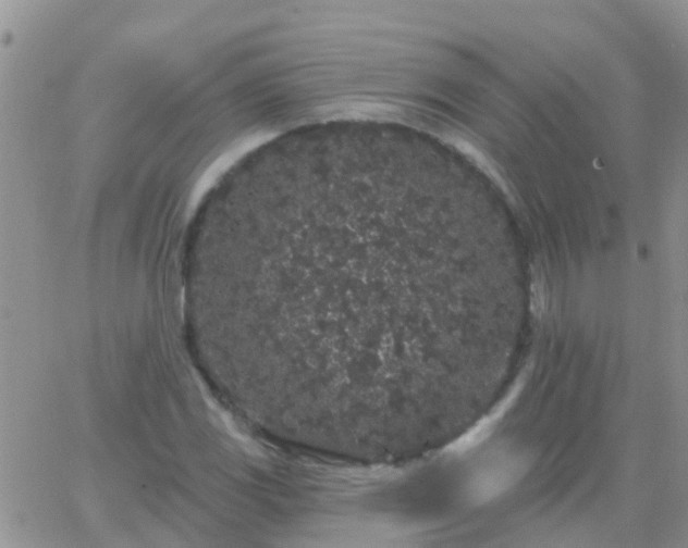 X0000065261117200602242108