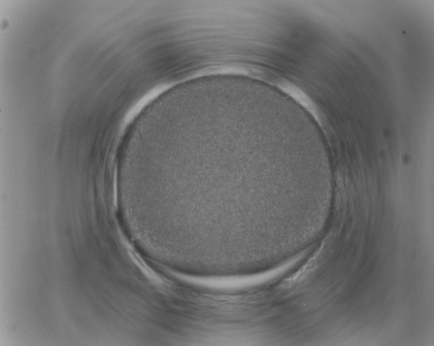 X0000065261127200602242108