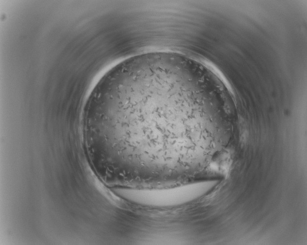 X0000065261148200602242108