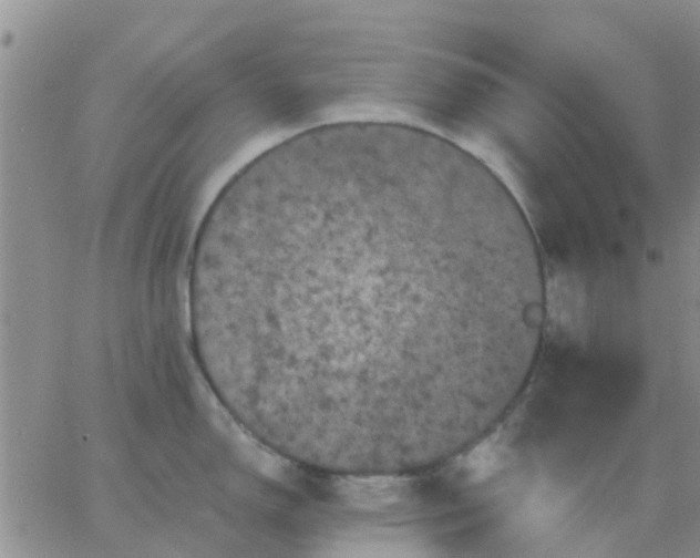 X0000065261150200602242108