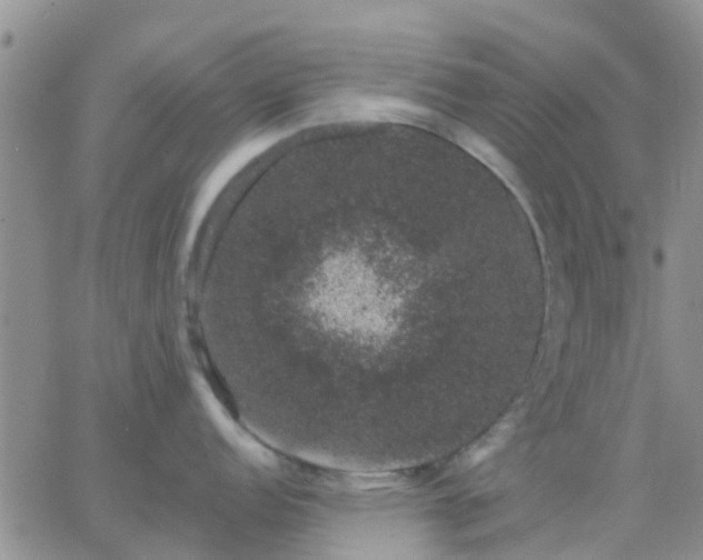 X0000065261152200602242108