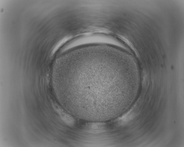 X0000065261163200602242107