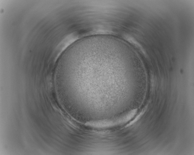 X0000065261170200602242107