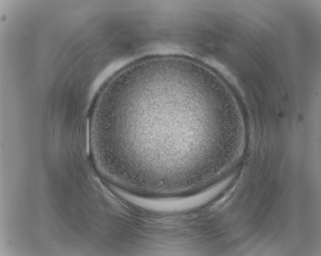 X0000065261175200602242107