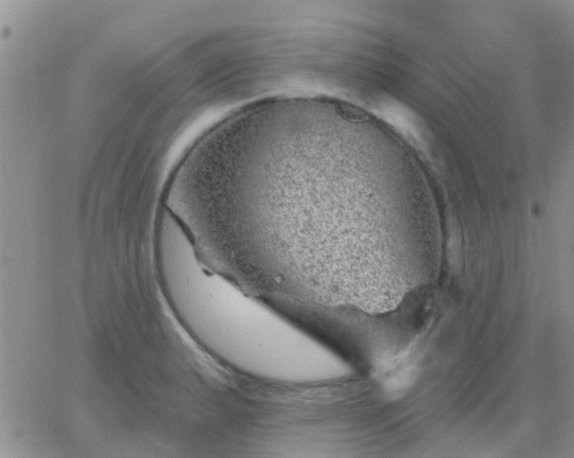 X0000065261183200602242107