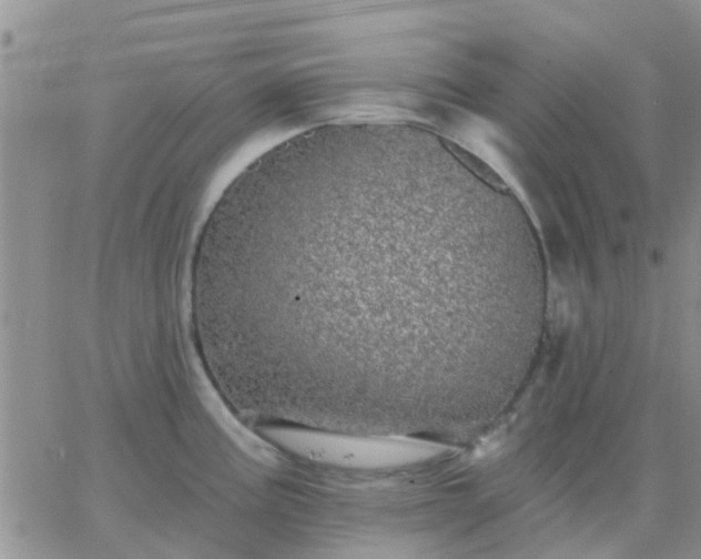 X0000065261195200602242107