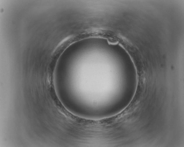 X0000065261206200602242106