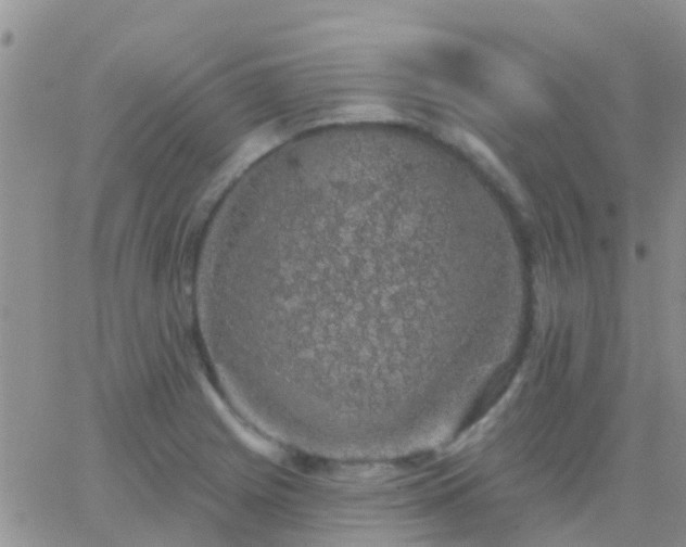 X0000065261225200602242106