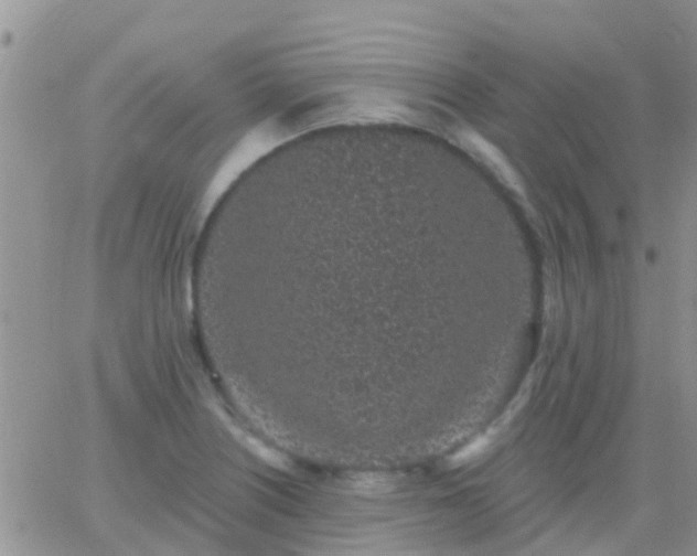 X0000065261226200602242106