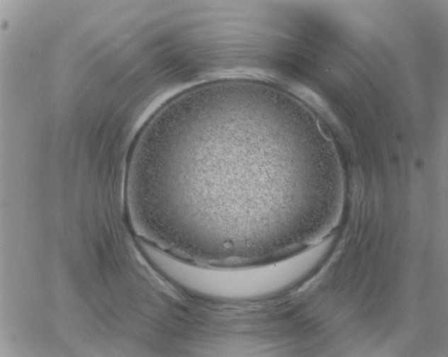 X0000065261228200602242106