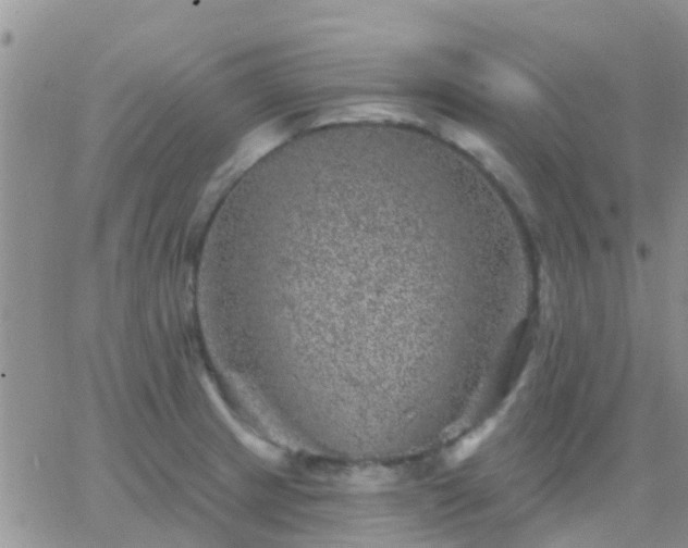 X0000065261233200602242106