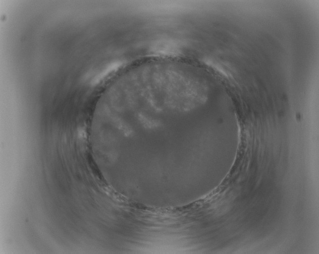 X0000065261254200602242106