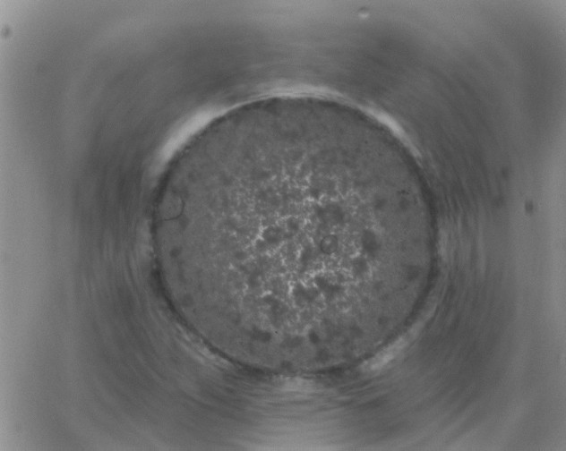 X0000065261263200602242106