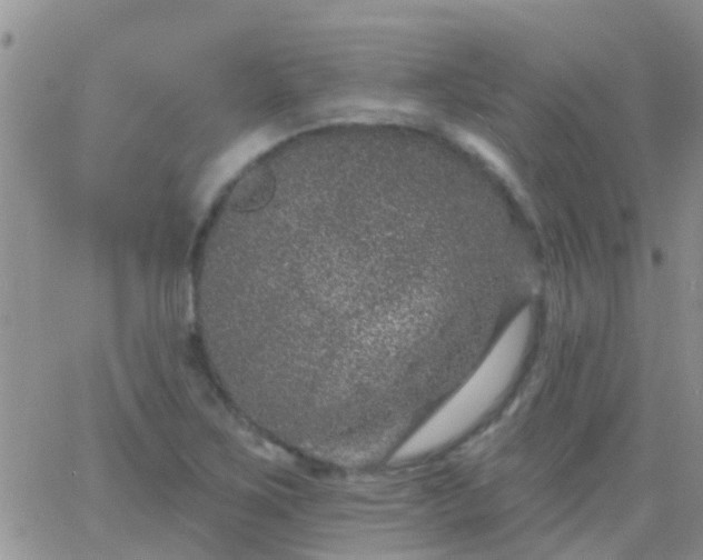 X0000065261267200602242106